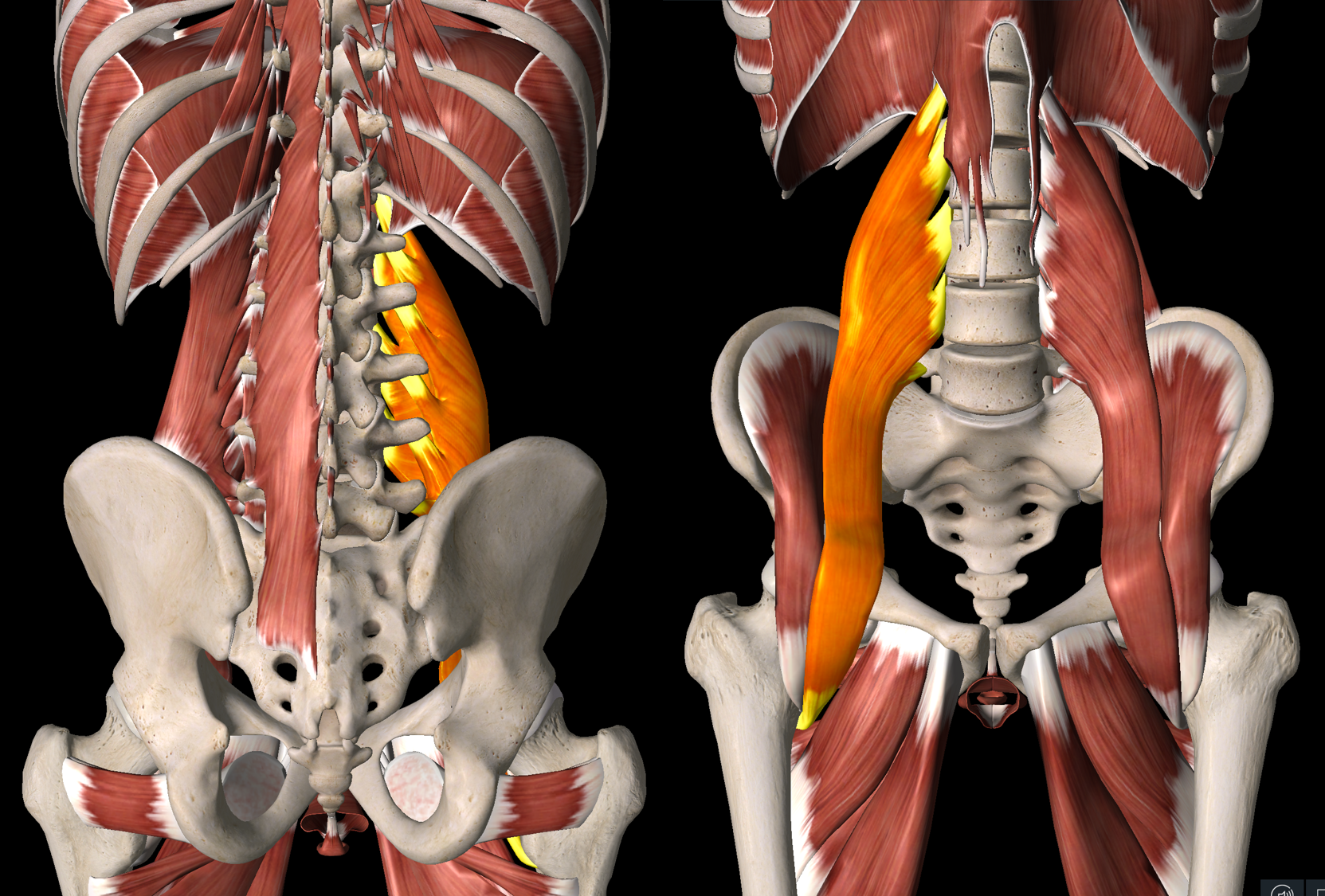股関節前面の痛み トリガーポイント療法専門 もりかわ鍼灸治療院